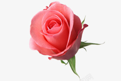 粉玫瑰玫瑰玫瑰花素材