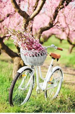粉色的自行车粉色桃花林自行车高清图片