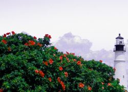 绿色植物鲜花背景素材