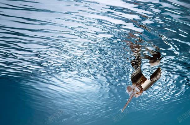 跳跃到水里的游泳者jpg设计背景_新图网 https://ixintu.com 游泳 跳跃