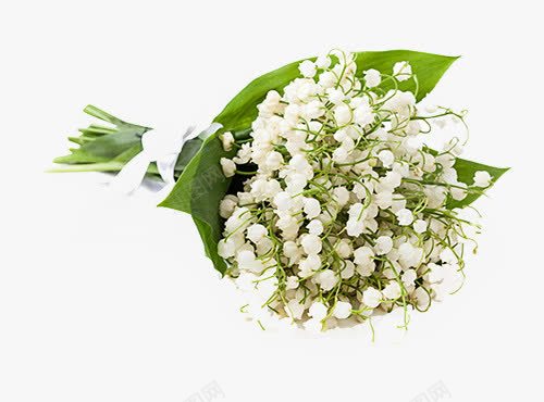 白色铃兰png免抠素材_新图网 https://ixintu.com 白色 花朵 花束 铃兰
