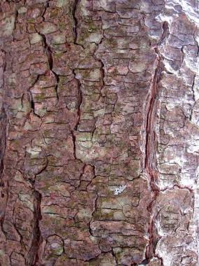 带裂纹的树皮背景背景