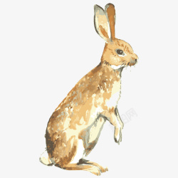 水彩手绘可爱兔子素材