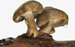 网页蘑菇网页游戏蘑菇高清图片
