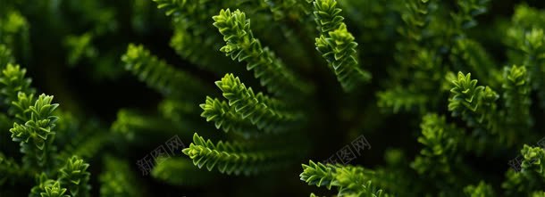绿色植物jpg设计背景_新图网 https://ixintu.com 绿色植物