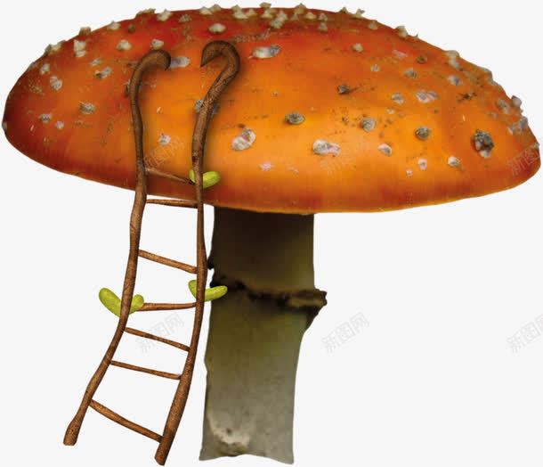 蘑菇png免抠素材_新图网 https://ixintu.com 梯子 菌类 蘑菇 蘑菇小屋 野生菌 野蘑菇