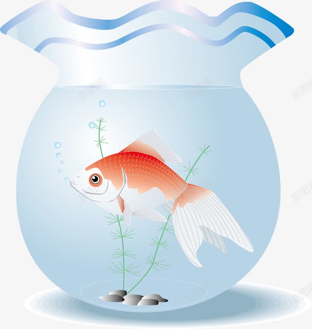 鱼缸里的金鱼png免抠素材_新图网 https://ixintu.com 红色 蓝色 金鱼 鱼缸