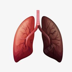 心肺器官图片卡通心肺高清图片