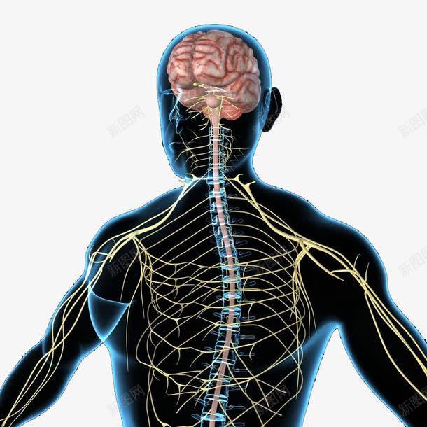 人体系统神经系统示意图png免抠素材_新图网 https://ixintu.com 中枢神经系统 人体组织 神经 神经系统 脊神经 脑神经