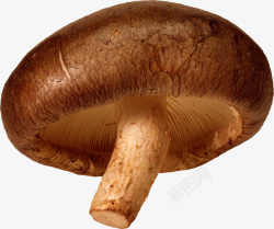 植物菌类蘑菇1素材