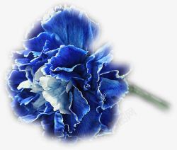 水墨蓝色玫瑰花素材