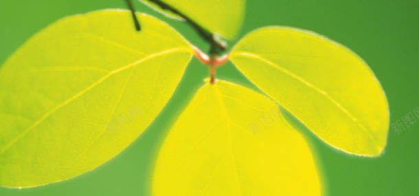 树叶绿色背景jpg设计背景_新图网 https://ixintu.com 叶子 树叶 植物 环保 绿色