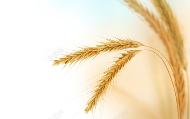 com 植物 稻穗 金色麦穗 黄色稻穗 黄色