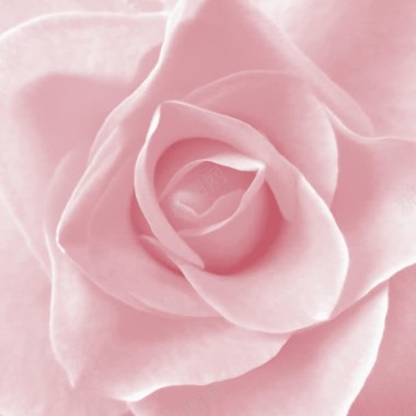 粉色玫瑰清新唯美背景