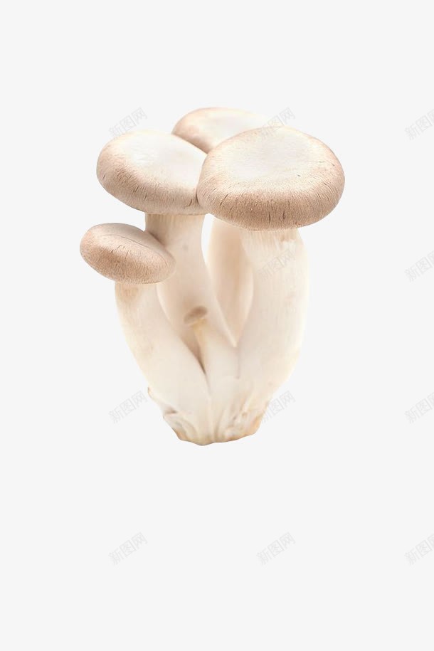 食物png免抠素材_新图网 https://ixintu.com 产品实物 平菇 菌类 菜品 蔬菜 蘑菇