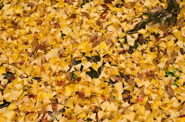 秋天的黄色树叶jpg设计背景_新图网 https://ixintu.com 树叶 清秋 黄色