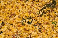 清秋秋天的黄色树叶高清图片