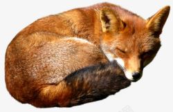 睡觉的黄色狐狸素材
