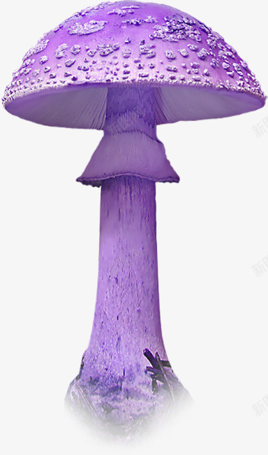 紫色大蘑菇png免抠素材_新图网 https://ixintu.com 大蘑菇 紫色蘑菇 蘑菇 蘑菇免抠图片