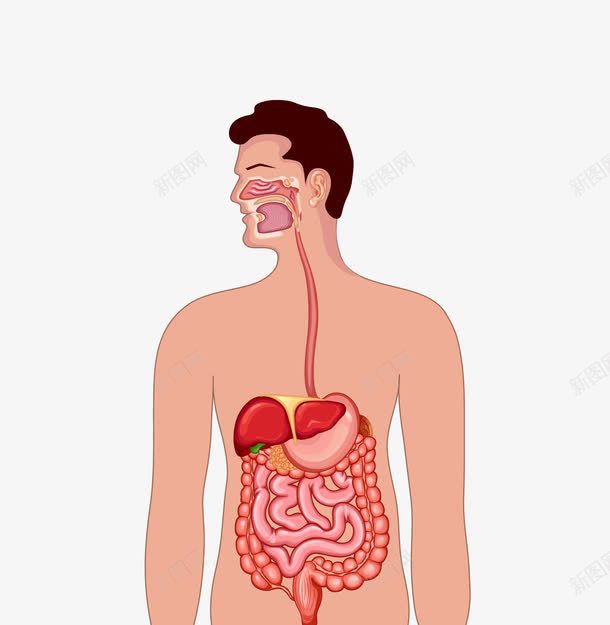 人体肠胃器官图png免抠素材_新图网 https://ixintu.com 人体器官 卡通人物 器官图 肠胃图 背景装饰