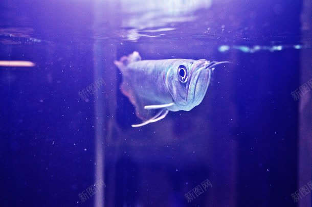 深海鱼类透明动物jpg设计背景_新图网 https://ixintu.com 动物 深海 透明 鱼类