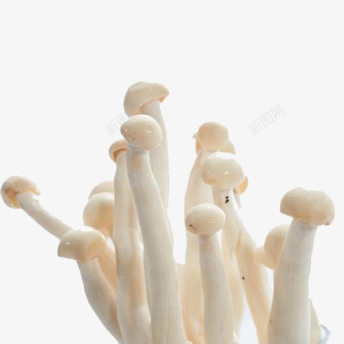 菌菇海鲜菇png免抠素材_新图网 https://ixintu.com 海鲜菇 白蘑菇 菌菇 蘑菇