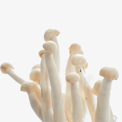 菌菇海鲜菇素材