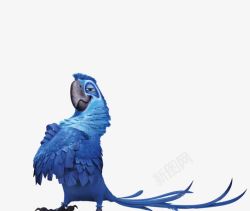骄傲的蓝色鹦鹉素材