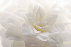 濯清涟而不妖濯清涟而不妖白色花朵素雅高清图片