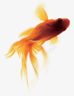 红色金鱼动物中秋节素材