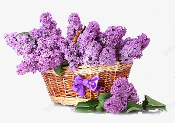 紫色花朵花篮png免抠素材_新图网 https://ixintu.com 紫色花朵 花卉 花篮