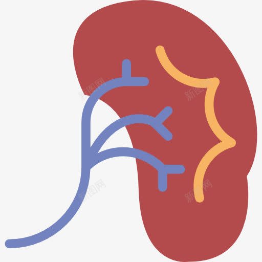 肾图标png_新图网 https://ixintu.com 医学 器官 泌尿科 肾脏 解剖