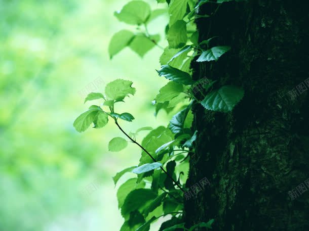 绿色植物清新自然jpg设计背景_新图网 https://ixintu.com 清新 绿色植物 自然