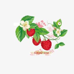 树莓果实素材