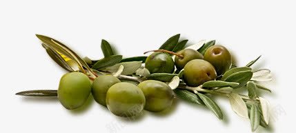 一大把橄榄png免抠素材_新图网 https://ixintu.com 果实 橄榄 绿色植物