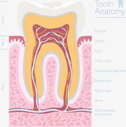 牙齿解剖手绘牙齿剖面图高清图片