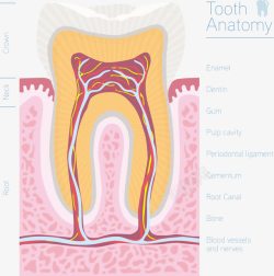 牙齿剖面图手绘牙齿剖面图高清图片