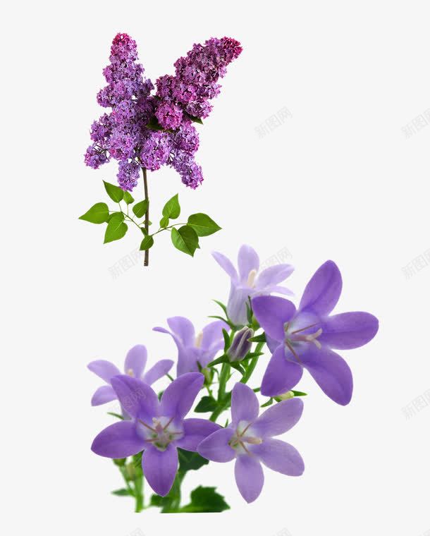 紫色的花png免抠素材_新图网 https://ixintu.com png图形 png装饰 绿叶 花卉 花朵 装饰