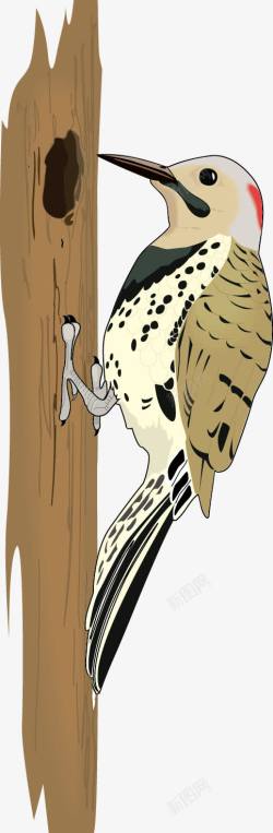 抓虫卡通动物啄木鸟高清图片