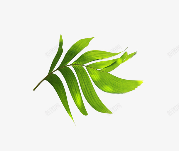 春天里的绿色植物叶子png免抠素材_新图网 https://ixintu.com 叶子 春天 植物 绿色