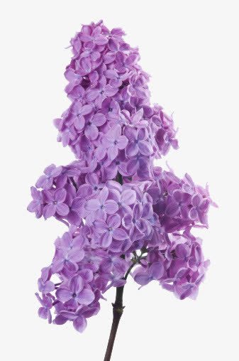 紫色丁香花png免抠素材_新图网 https://ixintu.com 丁香花 植物 紫色 花朵