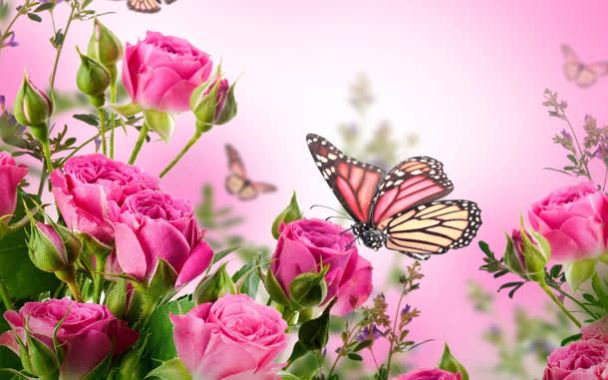 粉色浪漫花朵蝴蝶玫瑰背景