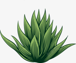 卡通罗勒属植物卡通绿色龙舌兰高清图片