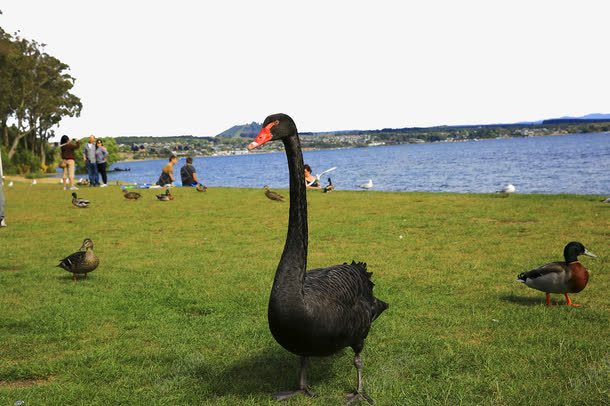 新西兰罗托鲁阿湖畔风景png免抠素材_新图网 https://ixintu.com 名胜古迹 地方景点 实物图 摄影 摄影图片 新西兰 旅游摄影 清晰 罗托鲁阿湖畔 高清图片 高精度 鸭子