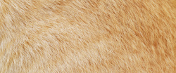 黄褐色纹理动物皮毛背景高清图片