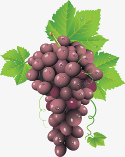 大葡萄叶手绘一串紫葡萄高清图片