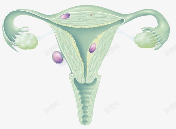 子宫分泌雌性激素png免抠素材_新图网 https://ixintu.com 分泌 受精卵 子宫 荷尔蒙 雌性激素