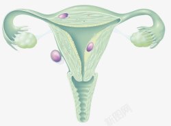 分泌子宫分泌雌性激素高清图片