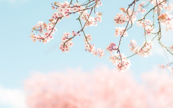 嫩粉色花朵树枝壁纸背景