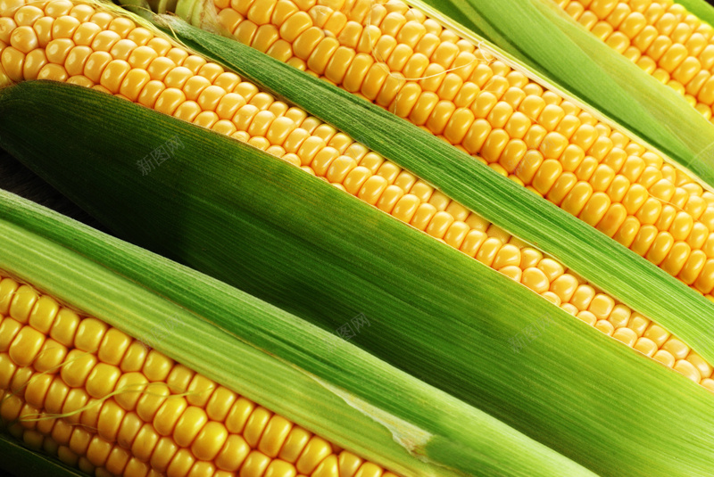 玉米拍摄jpg_新图网 https://ixintu.com 叶子 摄影 玉米 风景 食物 高清摄影喜欢
